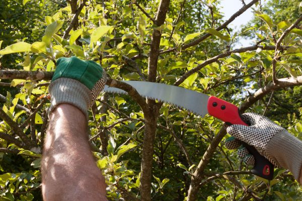 Apple Tree Trimming in Mooresville