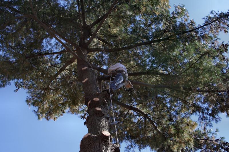 Apple Tree Trimming