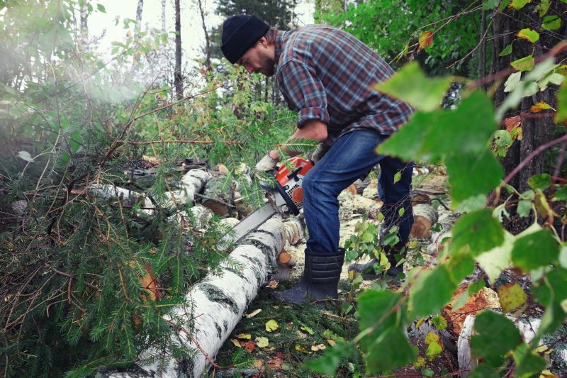 Birch Tree Pruning