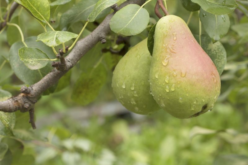 Bradford Pear Tree Pruning