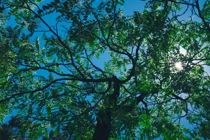 Canopy Pruning