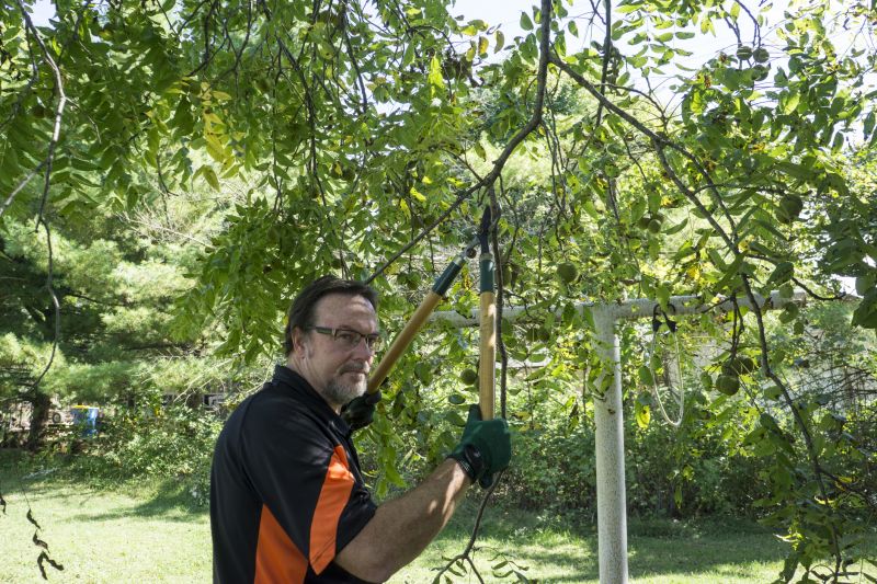 Cypress Tree Trimming
