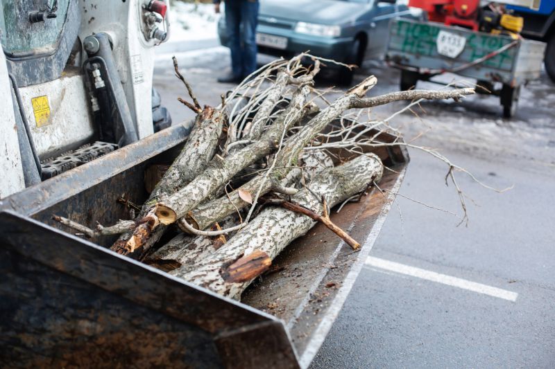 Dead Branch Removal