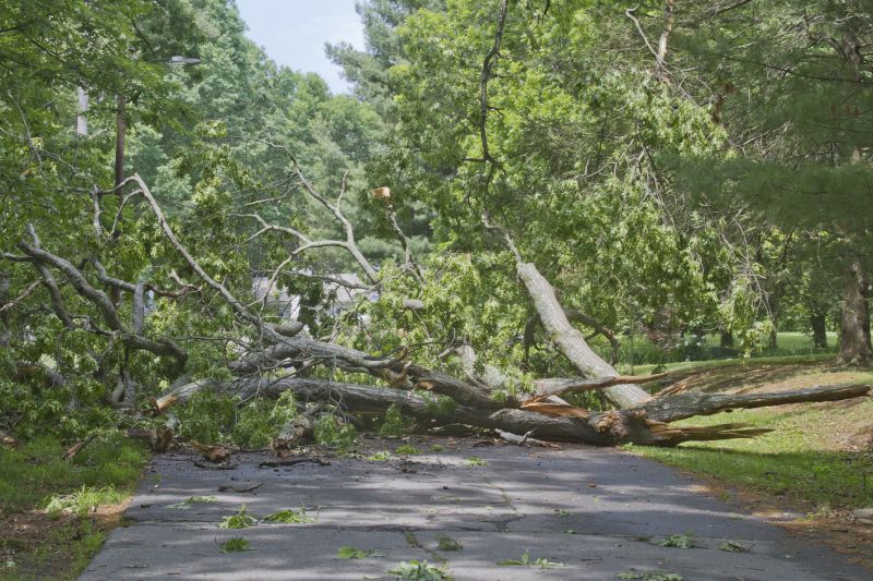 Fallen Tree Near a Driveway