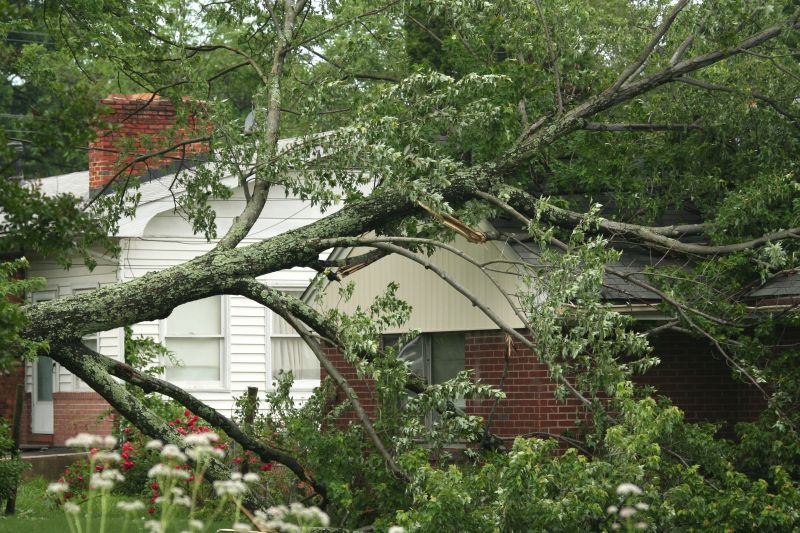 Storm Damage Tree on a Residential Property