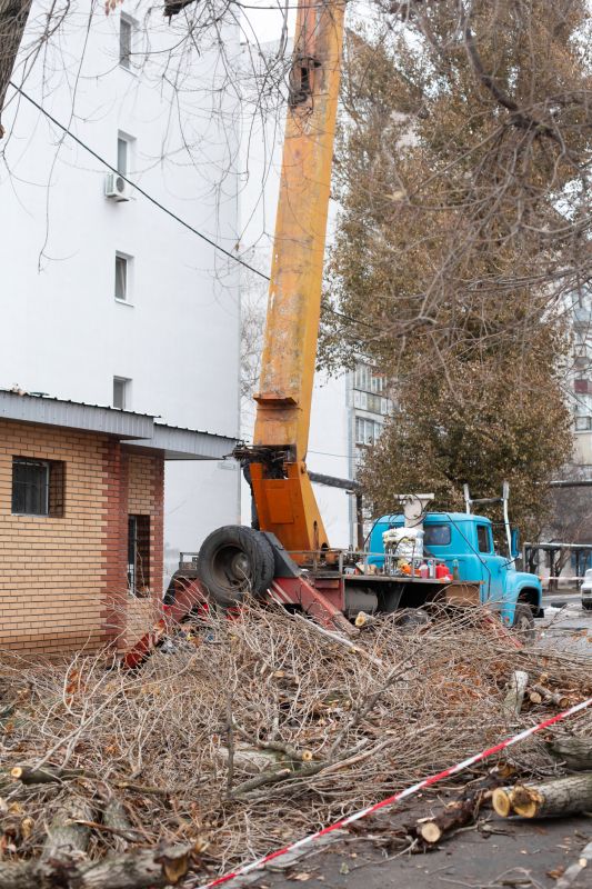 Commercial Tree Service detail