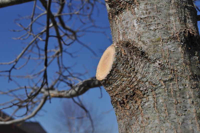 Limbs Trimming detail