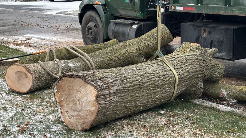 Residential Tree Service detail