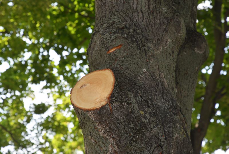 Tree Branch Cutting detail