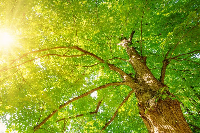 Tree Crown Shaping detail