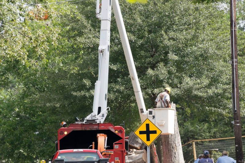 Tree Limbs Removal detail
