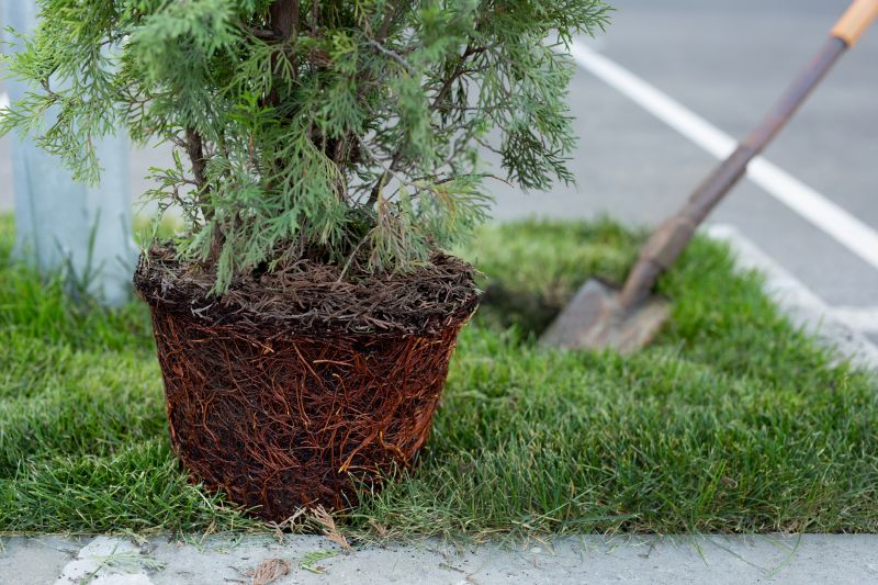 Tree Shaping Service detail