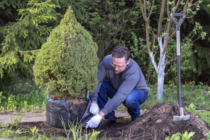 Tree Shaping Service detail