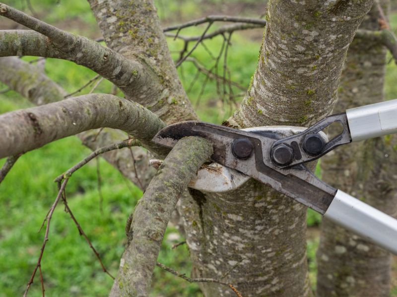 Tree Shearing detail