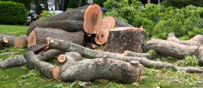 Tree Trimming Service detail