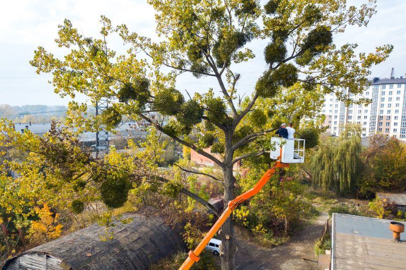 Tree Trimming Service detail