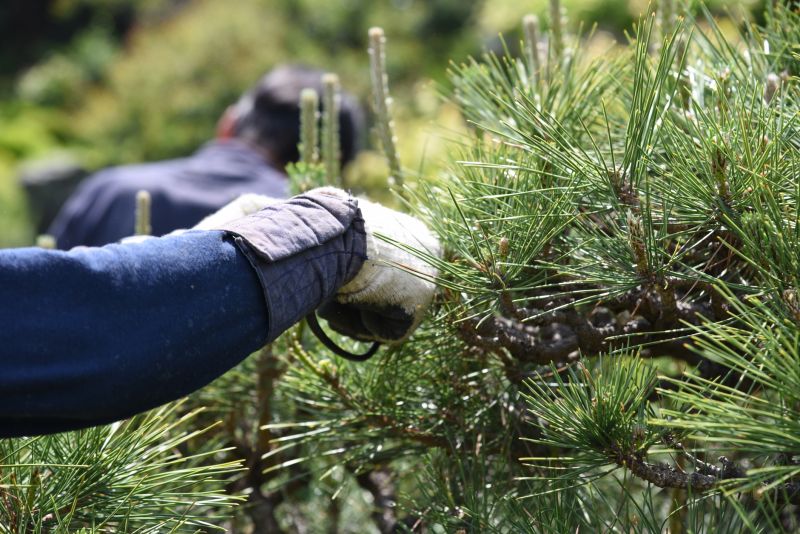 Hickory Tree Pruning