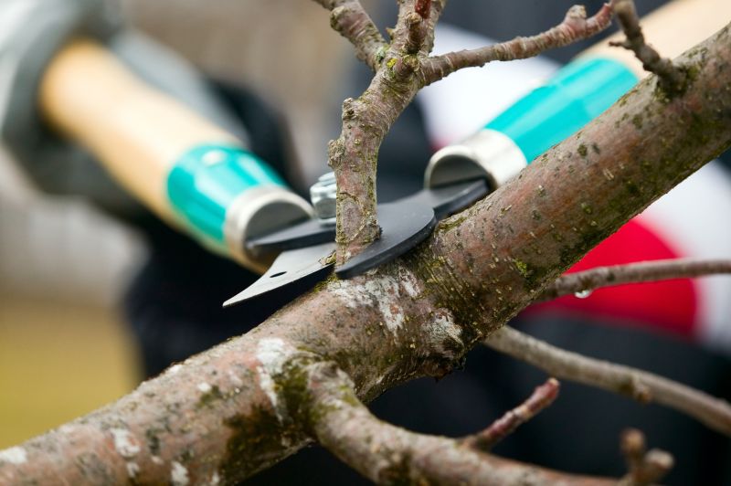 Hickory Tree Pruning