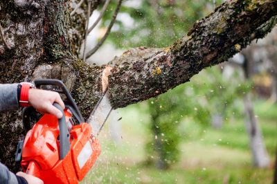 Hickory Tree Trimming