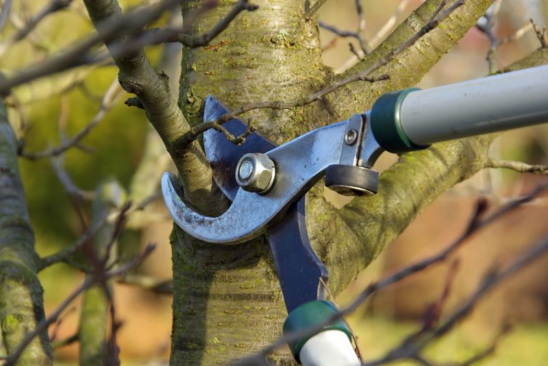 Limb Pruning