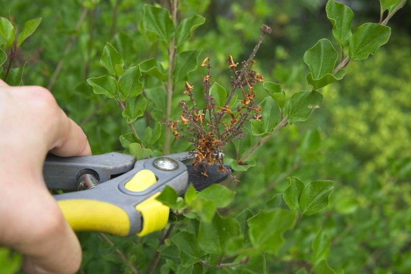 Magnolia Tree Pruning