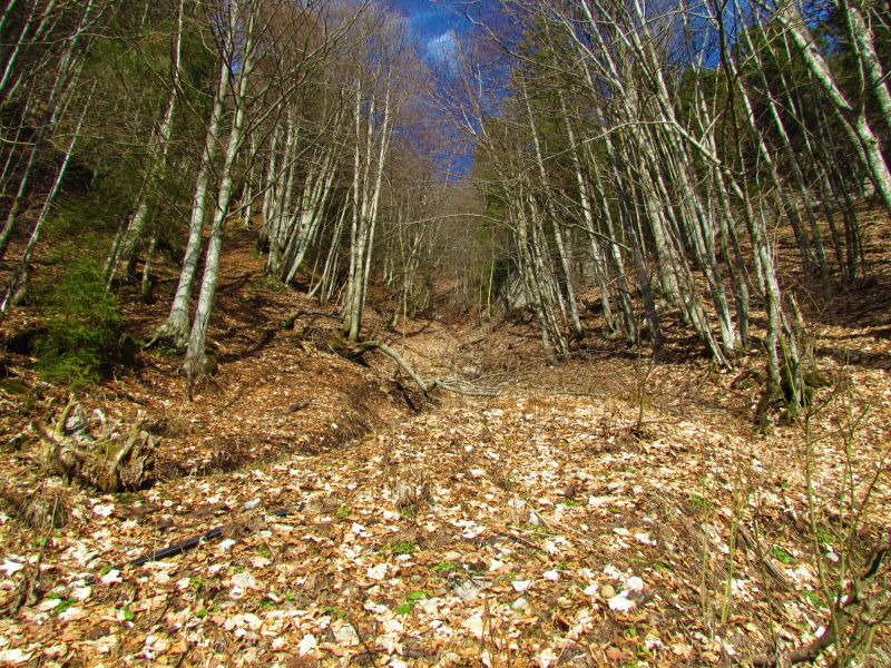 Maple Tree Pruning