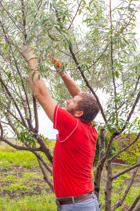 Oak Tree Pruning