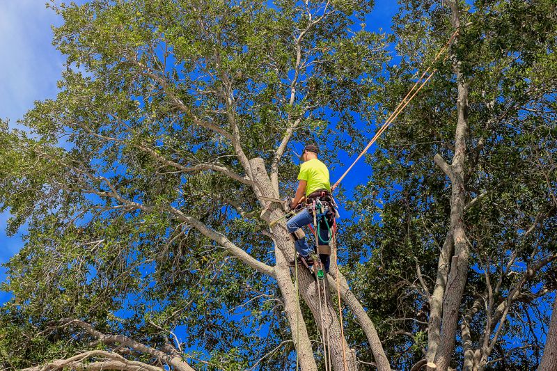 Oak Tree Pruning