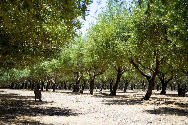 Orange Tree Pruning