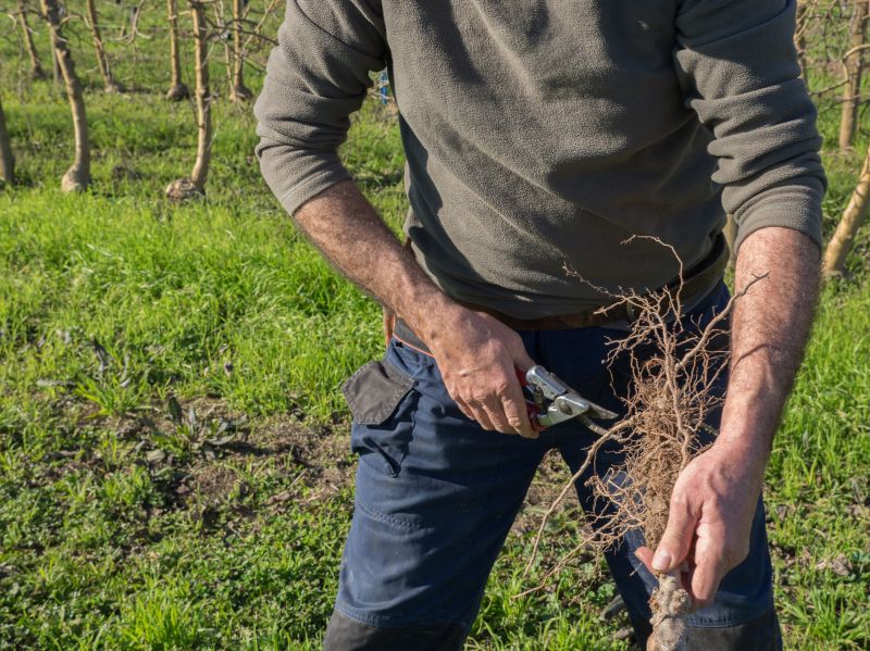 Orchard Tree Pruning