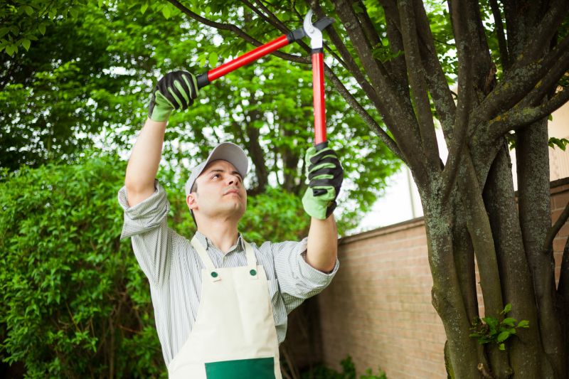 Orchard Tree Pruning