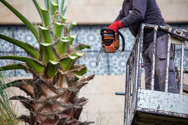 Palm Tree Pruning