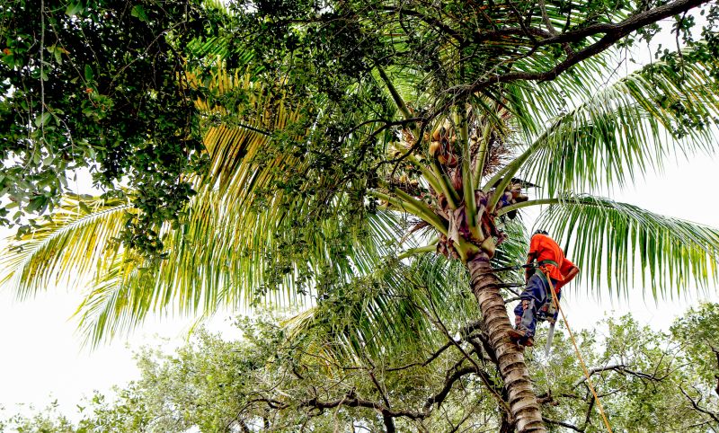 Palm Tree Trimming