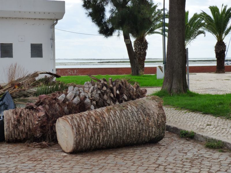Queen Palm Tree Trimming