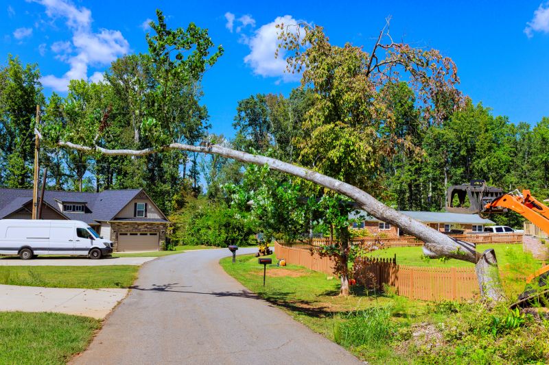 Residential Tree Service
