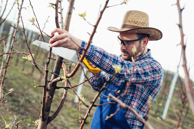 River Birch Pruning