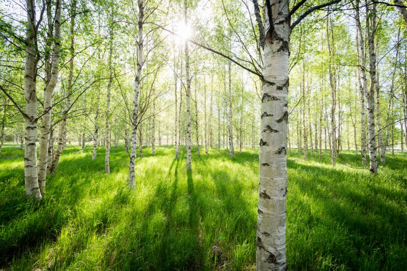 River Birch Trimming
