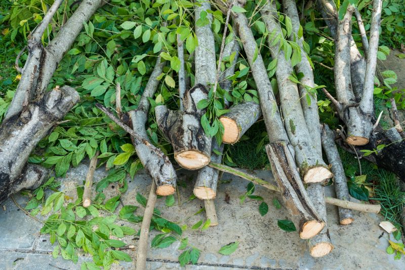 River Birch Trimming
