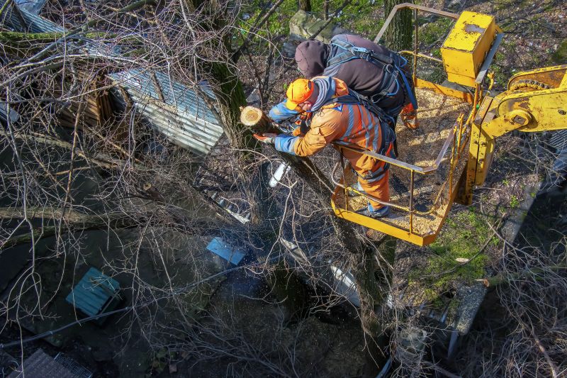 Tree Cutting Service