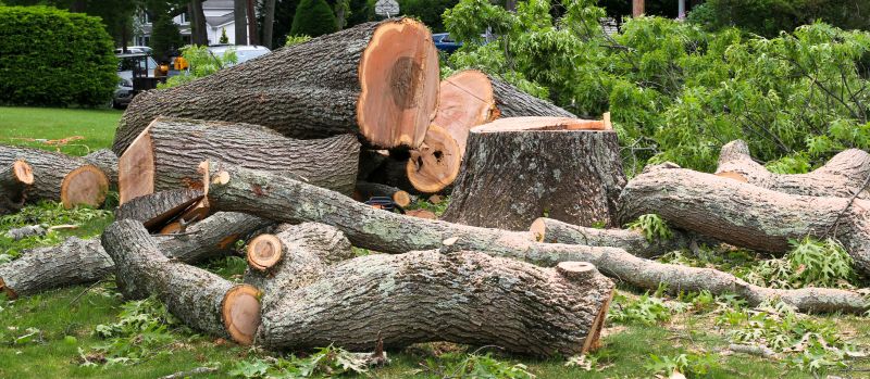 Tree Maintenance Service