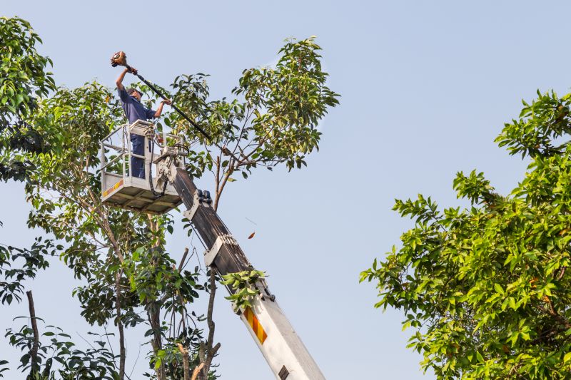 Tree Service