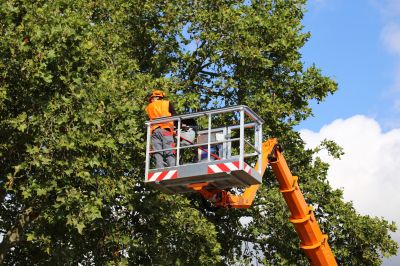 Professional Tree Trimming