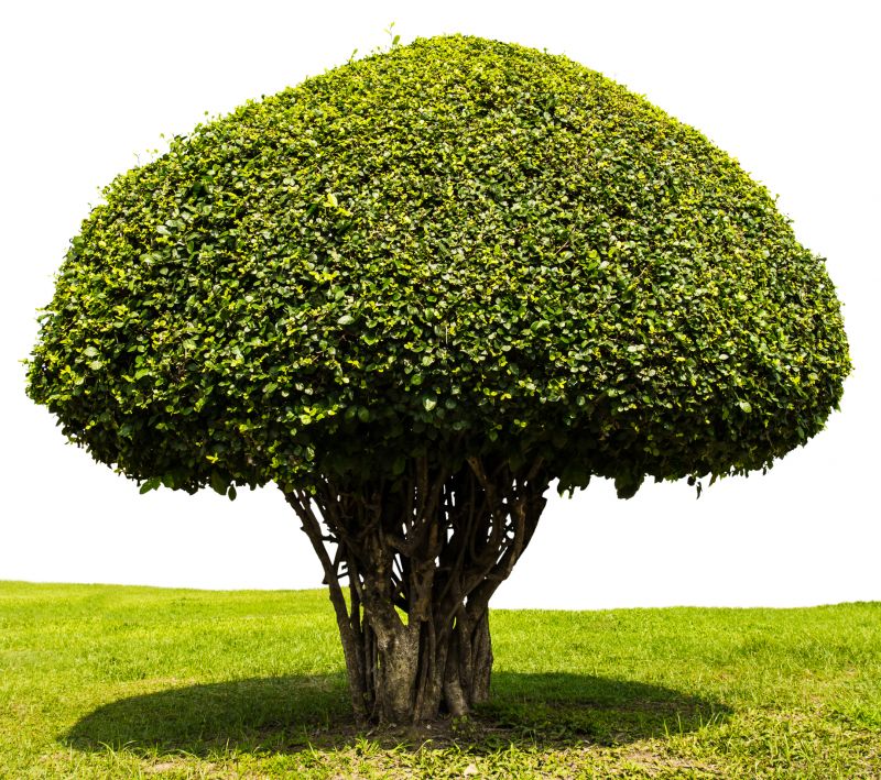 Tree Shaping