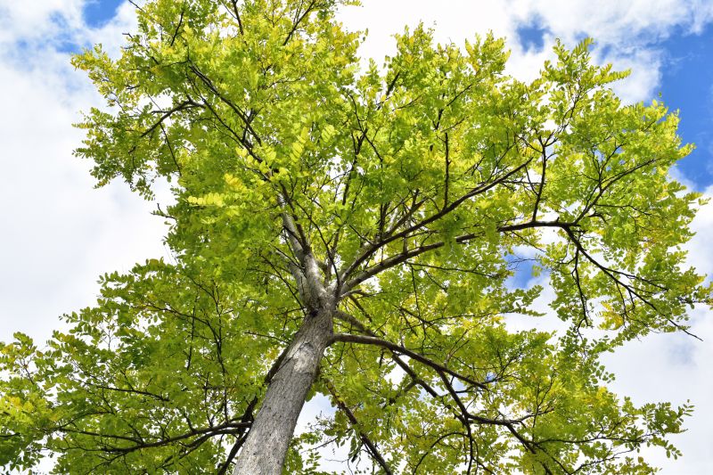 Healthy Tree Canopies