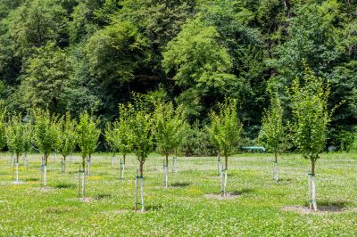 Young Tree Shaping