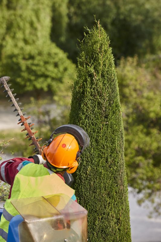 Completed Tree Trimming