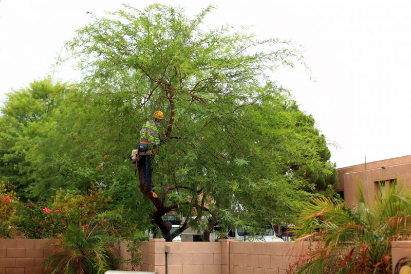 Summer Tree Trimming