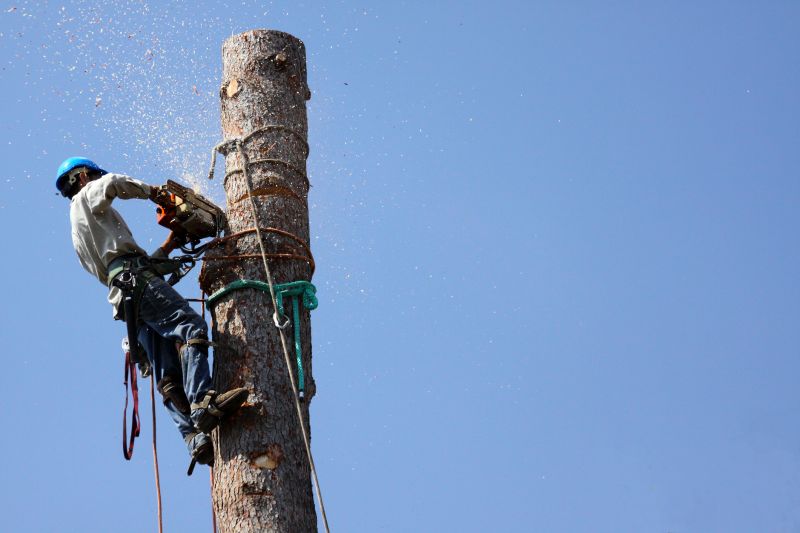 Fall Tree Trimming