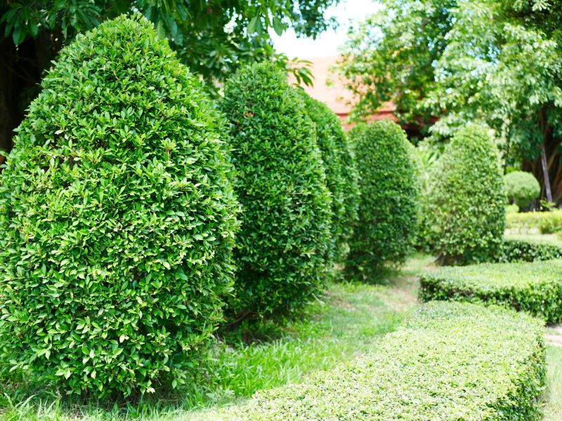 Healthy Tree Growth